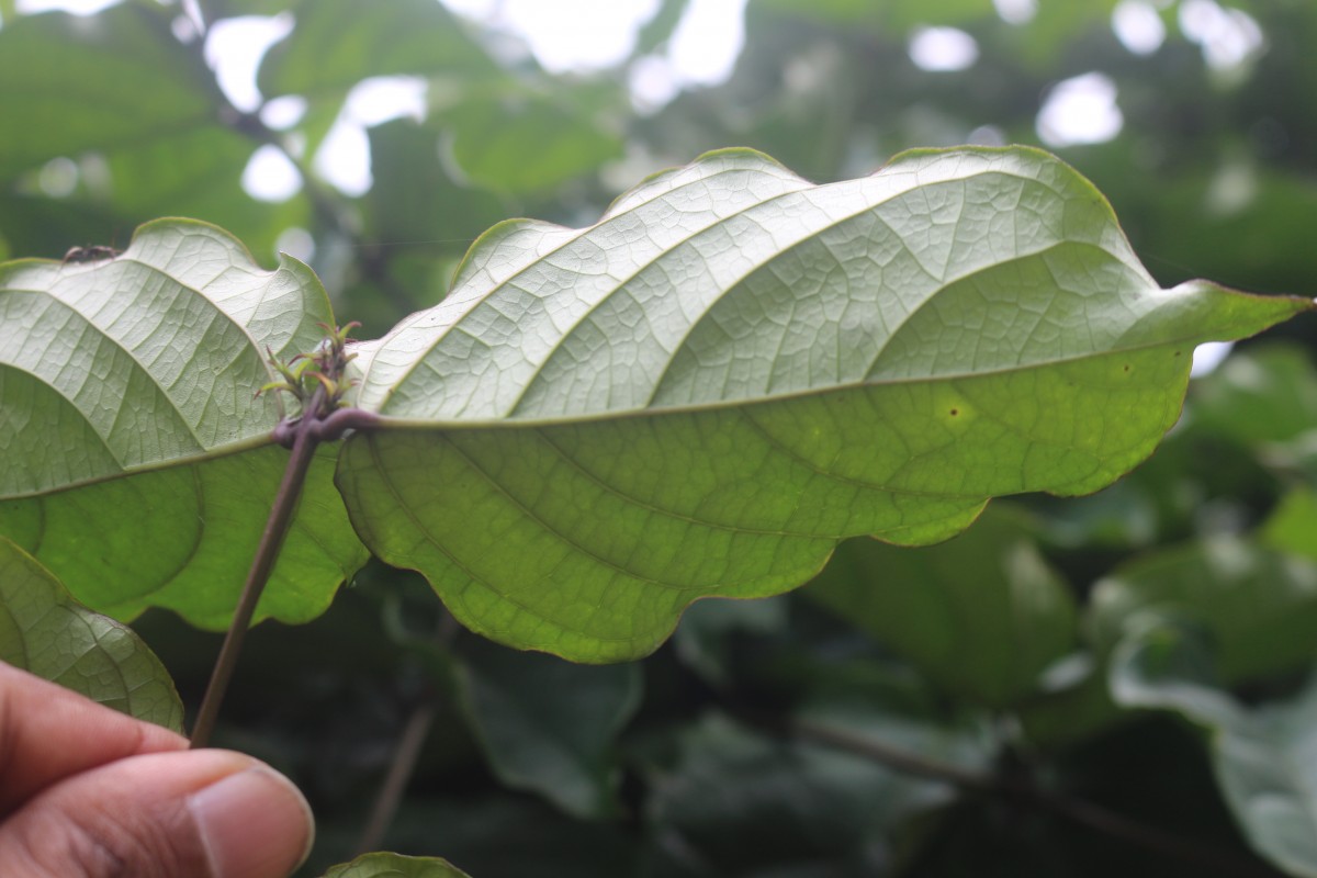 Clerodendrum splendens G.Don